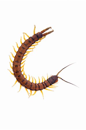 An isolated to white image of a Centipede in the shape of a letter C Stock Photo - Budget Royalty-Free & Subscription, Code: 400-05136268
