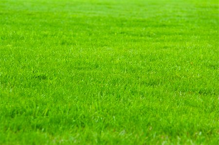 simsearch:400-05731622,k - Green grass Stock Photo - Budget Royalty-Free & Subscription, Code: 400-05136337