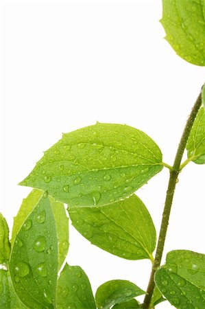 green leaf with water drops Photographie de stock - Aubaine LD & Abonnement, Code: 400-05136616