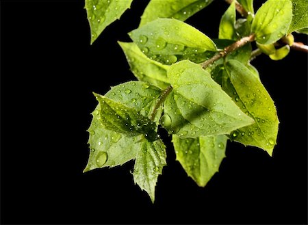 green leaf with water drops Stock Photo - Budget Royalty-Free & Subscription, Code: 400-05136617