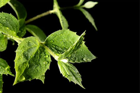 simsearch:400-05906470,k - green leaf with water drops Photographie de stock - Aubaine LD & Abonnement, Code: 400-05136619