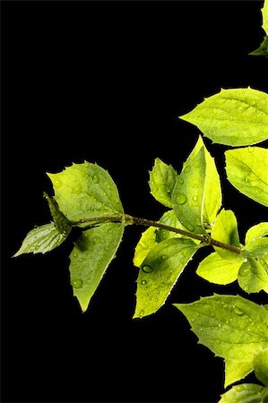 simsearch:400-07984864,k - green leaf with water drops Stockbilder - Microstock & Abonnement, Bildnummer: 400-05136624