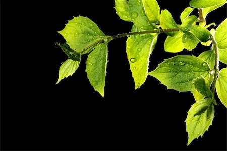 simsearch:400-07984864,k - green leaf with water drops Stockbilder - Microstock & Abonnement, Bildnummer: 400-05136625