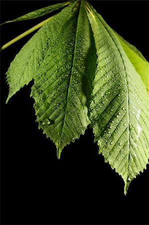 simsearch:400-05906470,k - green leaf with water drops Photographie de stock - Aubaine LD & Abonnement, Code: 400-05136627