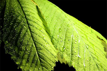 green leaf with water drops Stock Photo - Budget Royalty-Free & Subscription, Code: 400-05136628