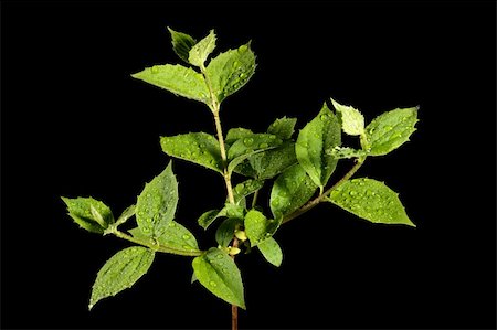 simsearch:400-07984864,k - green leaf with water drops Stockbilder - Microstock & Abonnement, Bildnummer: 400-05136620