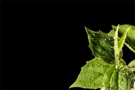 green leaf with water drops Stock Photo - Budget Royalty-Free & Subscription, Code: 400-05136622