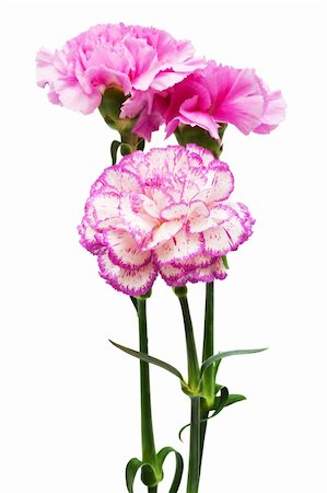 Beautiful pink flowers on a white background Fotografie stock - Microstock e Abbonamento, Codice: 400-05136693