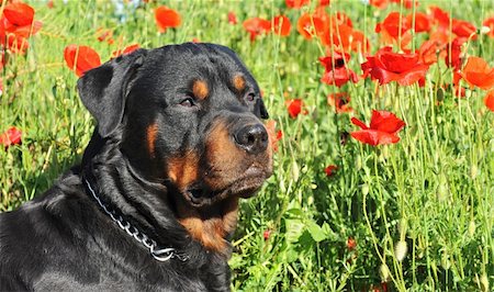 simsearch:400-04611917,k - portrait of a purebred rottweiler lying down in a field of poppies. focus on the eyes Photographie de stock - Aubaine LD & Abonnement, Code: 400-05136845