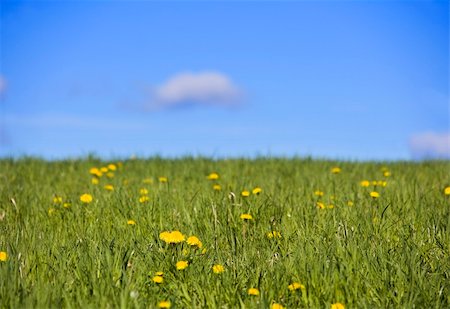 Field with dandelions towards blue sky Stock Photo - Budget Royalty-Free & Subscription, Code: 400-05137008