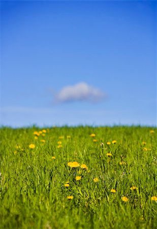 Field with dandelions towards blue sky Stock Photo - Budget Royalty-Free & Subscription, Code: 400-05137009