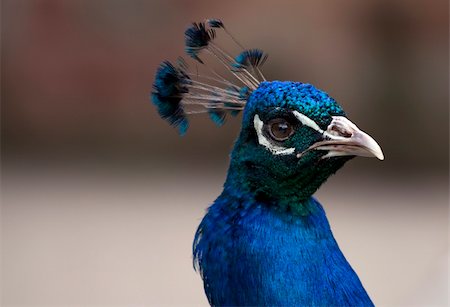 simsearch:400-04380845,k - Peafowl (Pavo) Head, closeup portrait of a male specimen Stock Photo - Budget Royalty-Free & Subscription, Code: 400-05137074