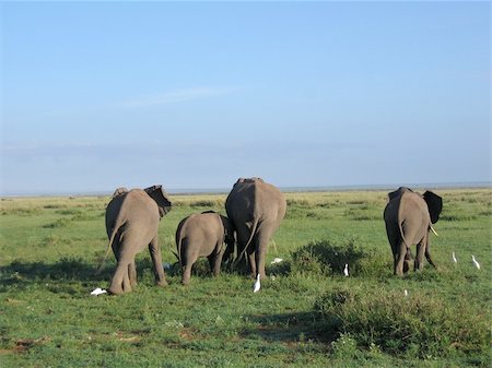 group of elephants walking in Kenya Photographie de stock - Aubaine LD & Abonnement, Code: 400-05137076