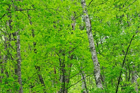 fresh world leaf - closeup of green forest Stock Photo - Budget Royalty-Free & Subscription, Code: 400-05137220