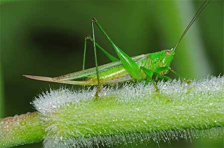 grasshopper in the parks Stock Photo - Budget Royalty-Free & Subscription, Code: 400-05137486