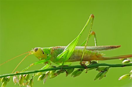 grasshopper in the parks Stock Photo - Budget Royalty-Free & Subscription, Code: 400-05137487