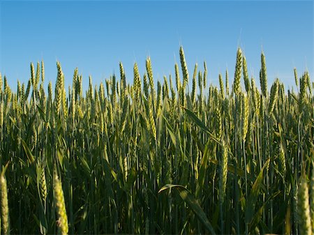 Green wheat ears under sunlite Stock Photo - Budget Royalty-Free & Subscription, Code: 400-05138277