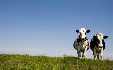 Dutch cow in the meadow Stock Photo - Budget Royalty-Free & Subscription, Code: 400-05138333