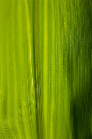 Corn Leaf Close-up Green Background Stock Photo - Budget Royalty-Free & Subscription, Code: 400-05138388