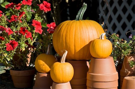 Ripe pumpkins on the farm Stock Photo - Budget Royalty-Free & Subscription, Code: 400-05138397