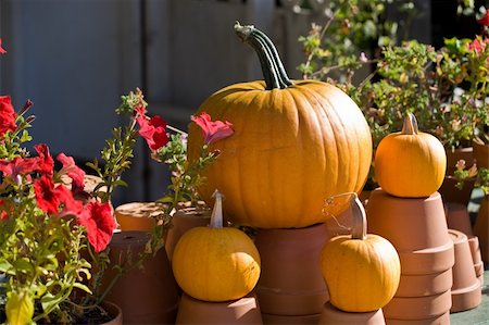 Ripe pumpkins on the farm Stock Photo - Budget Royalty-Free & Subscription, Code: 400-05138398