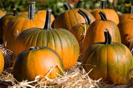 Ripe pumpkins on the farm Stock Photo - Budget Royalty-Free & Subscription, Code: 400-05138399