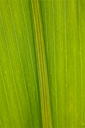Corn Leaf Close-up Green Background Stock Photo - Budget Royalty-Free & Subscription, Code: 400-05138390