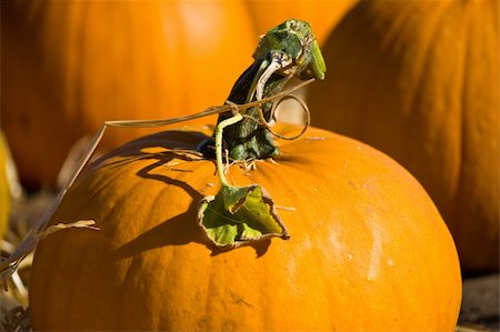 Ripe pumpkins on the farm Stock Photo - Budget Royalty-Free & Subscription, Code: 400-05138400