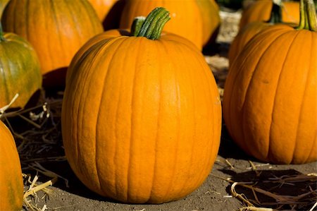 Ripe pumpkins on the farm Stock Photo - Budget Royalty-Free & Subscription, Code: 400-05138401