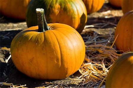 Ripe pumpkins on the farm Stock Photo - Budget Royalty-Free & Subscription, Code: 400-05138402