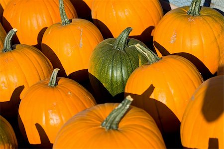 Ripe pumpkins on the farm Stock Photo - Budget Royalty-Free & Subscription, Code: 400-05138403