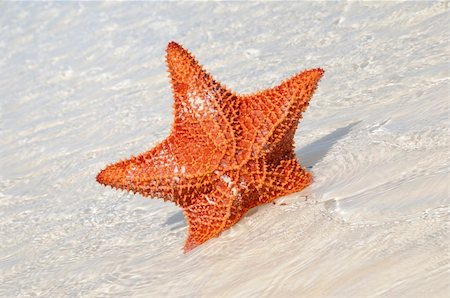 simsearch:400-07983698,k - Detail of big starfish on shallow water of tropical beach Stock Photo - Budget Royalty-Free & Subscription, Code: 400-05138484