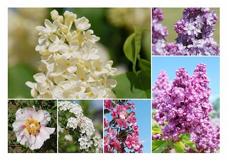 Dreamy Lilacs, White peony, white spirea, Apple tree blossom, pink color Stockbilder - Microstock & Abonnement, Bildnummer: 400-05138735