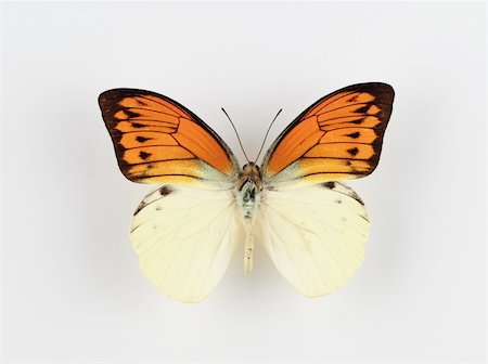 Isolated Butterfly Stockbilder - Microstock & Abonnement, Bildnummer: 400-05138730