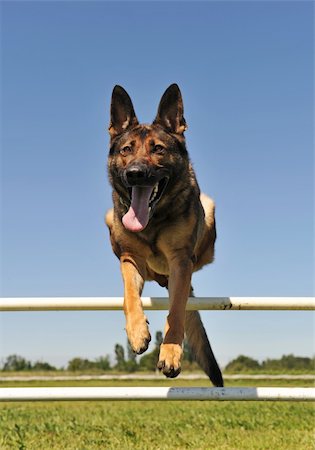 simsearch:400-06396414,k - jumping grey german shepherd in a training of agility Foto de stock - Super Valor sin royalties y Suscripción, Código: 400-05139063