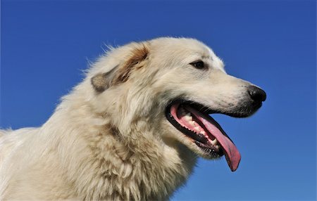 simsearch:400-04611917,k - portrait of a pyrenean mountain dog on a blue sky Photographie de stock - Aubaine LD & Abonnement, Code: 400-05139121