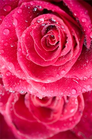 beautiful rose with water drops - close-up Stock Photo - Budget Royalty-Free & Subscription, Code: 400-05139231