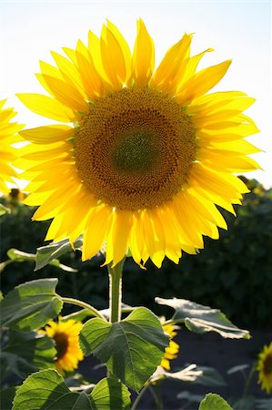 simsearch:400-04751722,k - sunflower standing in field Stock Photo - Budget Royalty-Free & Subscription, Code: 400-05139278