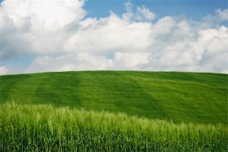 simsearch:400-05308383,k - Green wheat fields with blue and white sky Foto de stock - Super Valor sin royalties y Suscripción, Código: 400-05139610