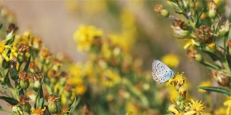 Pretty little Lycaenidae (Plebejus) butterfly Stock Photo - Budget Royalty-Free & Subscription, Code: 400-05139940