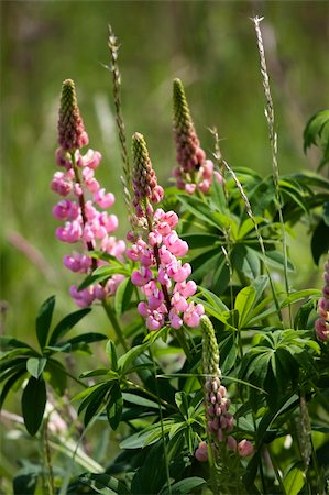 simsearch:400-04867397,k - Lupine (Lupinus polyphyllus), growing wild in a meadow Fotografie stock - Microstock e Abbonamento, Codice: 400-05139975