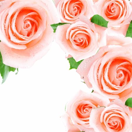 Pink roses making a frame Stock Photo - Budget Royalty-Free & Subscription, Code: 400-05130027