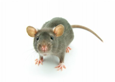simsearch:400-04719873,k - funny rat  isolated on white background Stock Photo - Budget Royalty-Free & Subscription, Code: 400-05130249