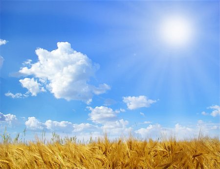 simsearch:400-06760836,k - Wheat ears against the blue  sky Photographie de stock - Aubaine LD & Abonnement, Code: 400-05130242