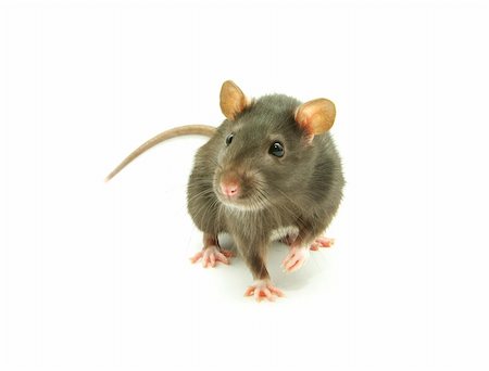 simsearch:400-04719873,k - funny rat  isolated on white background Stock Photo - Budget Royalty-Free & Subscription, Code: 400-05130250