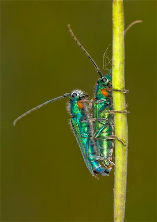 simsearch:400-07621766,k - Close up on a two bugs mating Stockbilder - Microstock & Abonnement, Bildnummer: 400-05130468