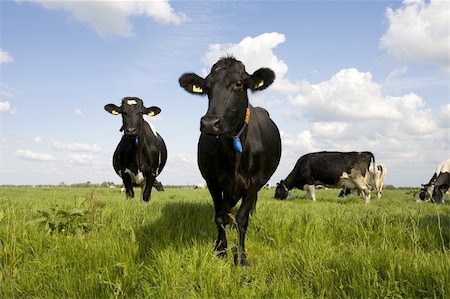 simsearch:400-07676838,k - Dutch cows in the meadow Stock Photo - Budget Royalty-Free & Subscription, Code: 400-05130646