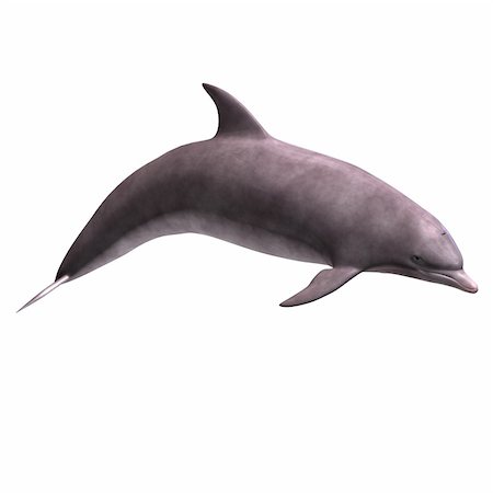 3D Render of a Dolphin With Clipping Path over white Stock Photo - Budget Royalty-Free & Subscription, Code: 400-05130766