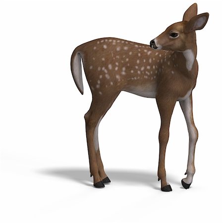 silvan - young doe or fawn With Clipping Path and shadow Stock Photo - Budget Royalty-Free & Subscription, Code: 400-05130769