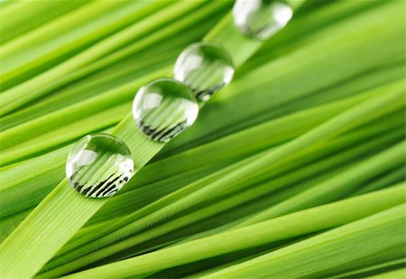 Drops on a grass. Fresh green vegetation with a drop of water close up Stock Photo - Budget Royalty-Free & Subscription, Code: 400-05130849